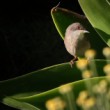 Penica sivá (Sardinian warbler)