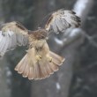 Buteo jamaicensis