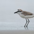 Kulík obyčajný , Charadrius alexandrinus , Srí Lanka