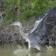 Ardea cinerea