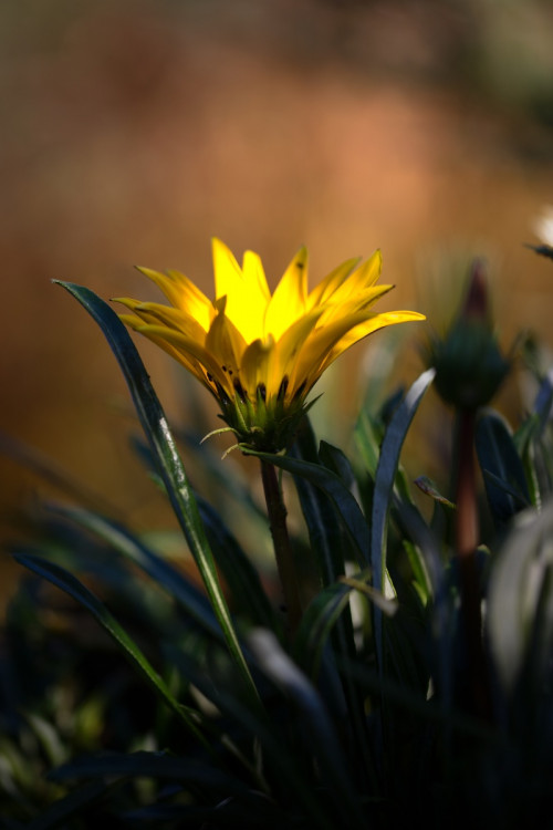 Gazania