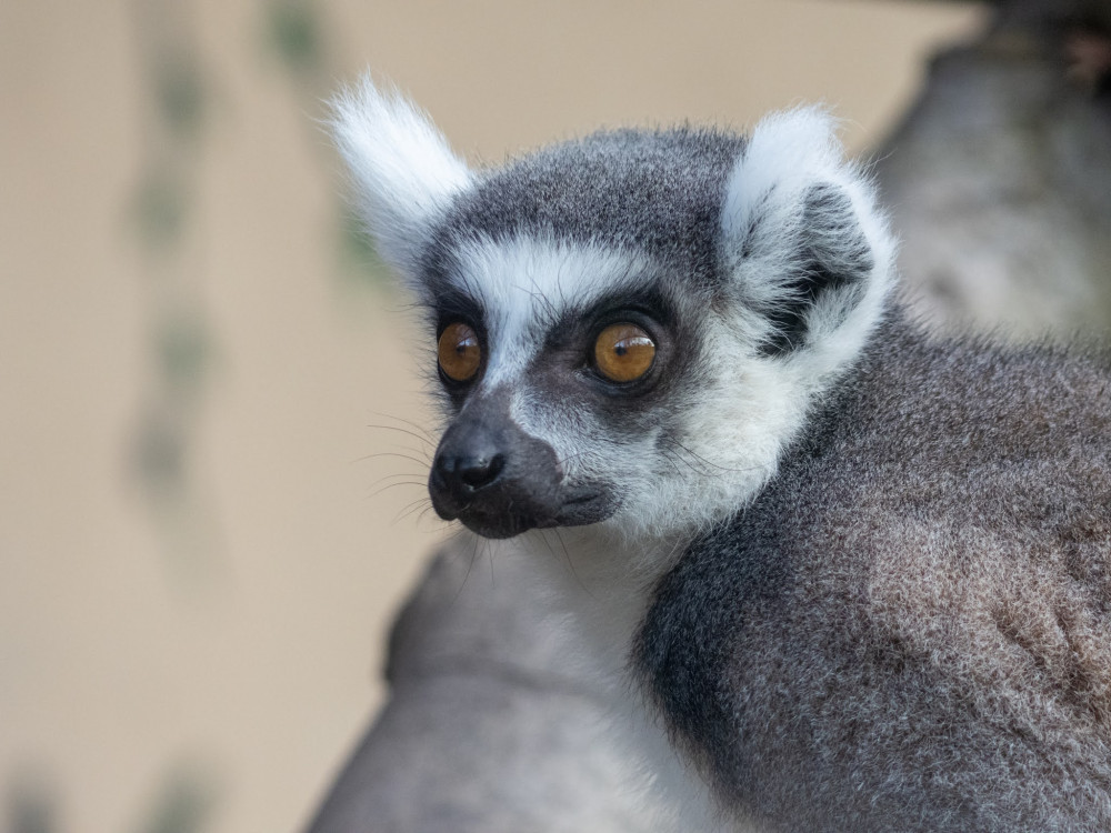 Lemur