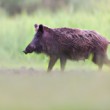 Diviak lesný, The wild boar (Sus scrofa)