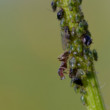Život mravcov