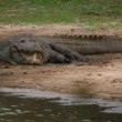 Krokodíl morský , Crocodylus porosus, Srí Lanka