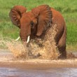 Slon africký (Loxodonta africana)