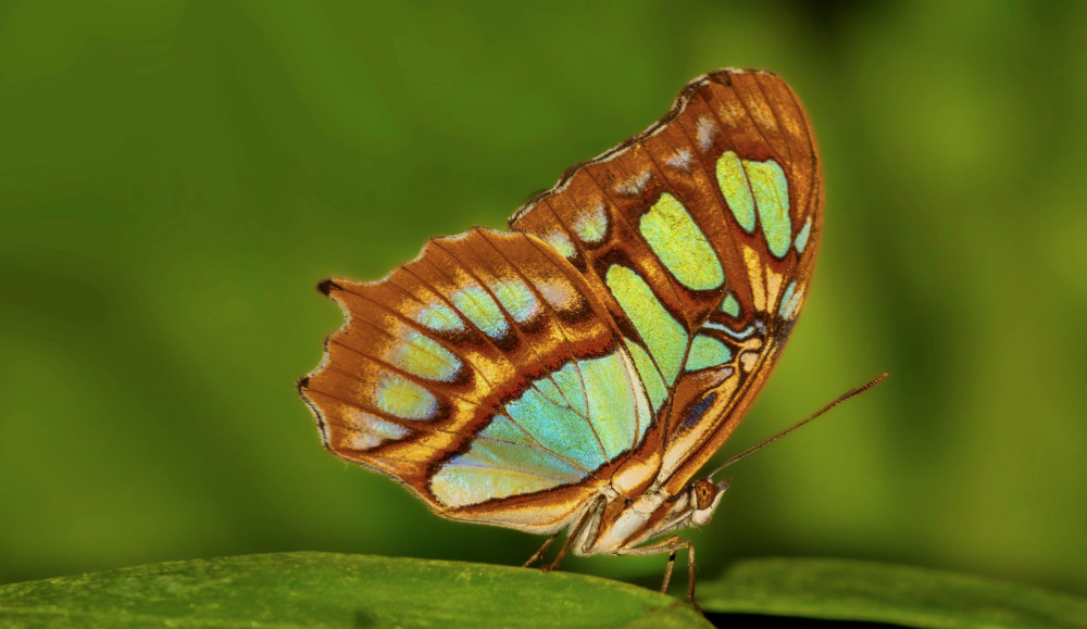 Malachite Butterfly