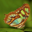 Malachite Butterfly