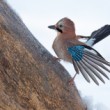 sojka škriekavá, The Eurasian jay (Garrulus glandarius)