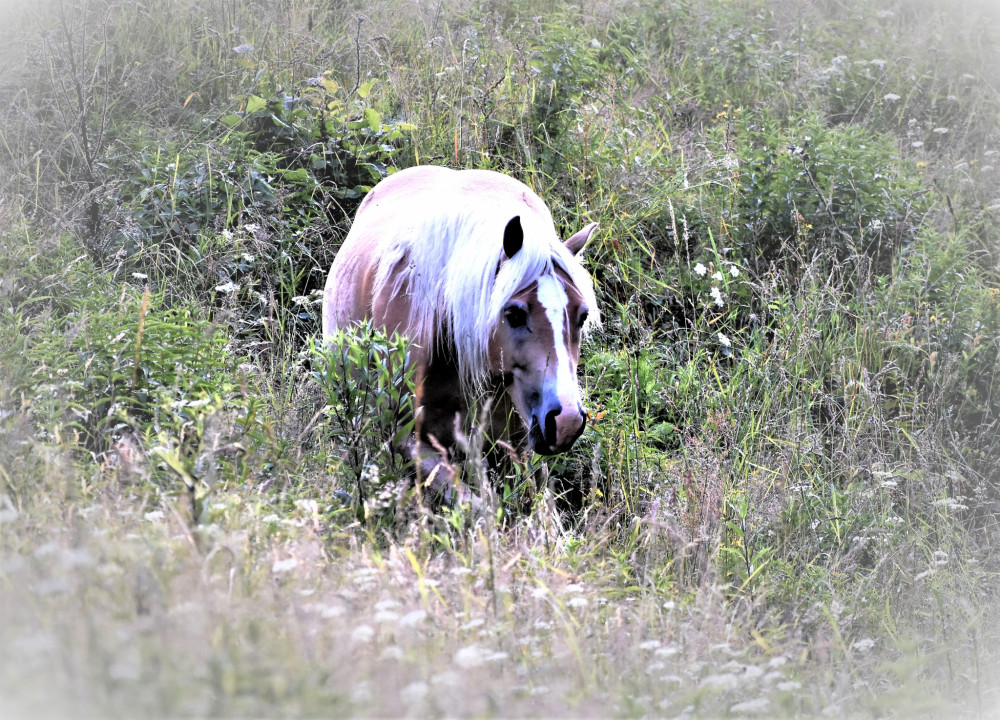 Na pastvě