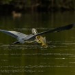 Volavka popelavá (Ardea cinerea)