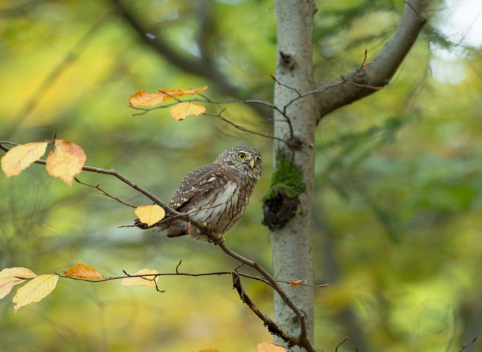 Kuvičok vrabčí (Glaucidium passerinum)