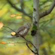 Kuvičok vrabčí (Glaucidium passerinum)