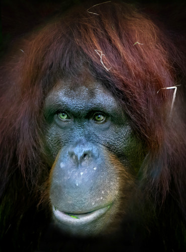 Orangután