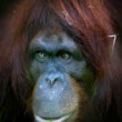 Orangután