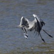 Ardea cinerea