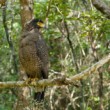 Hadiar čepcový, S. c. spilogaster,  NP Wilpattu, Srí Lanka