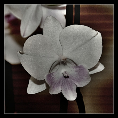 Orchidea  1