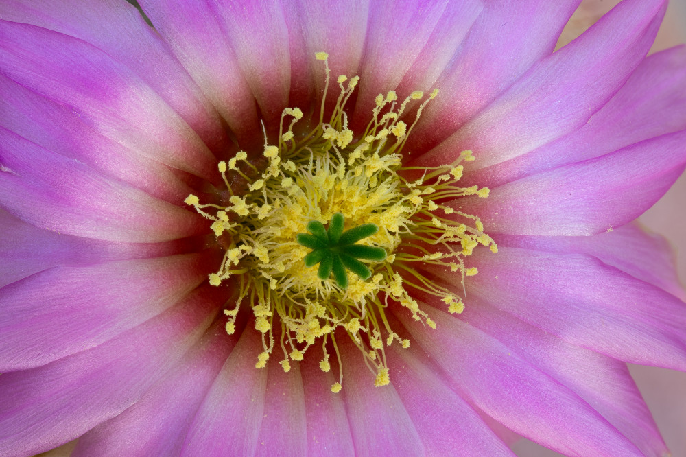 Echinocereus