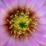 Echinocereus