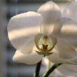 orchidea