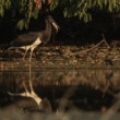 Čáp černý (Ciconia nigra)