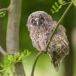 Myšiarka ušatá, The long-eared owl (Asio otus)