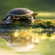 Korytnačka močiarna, The European pond turtle (Emys orbicularis)