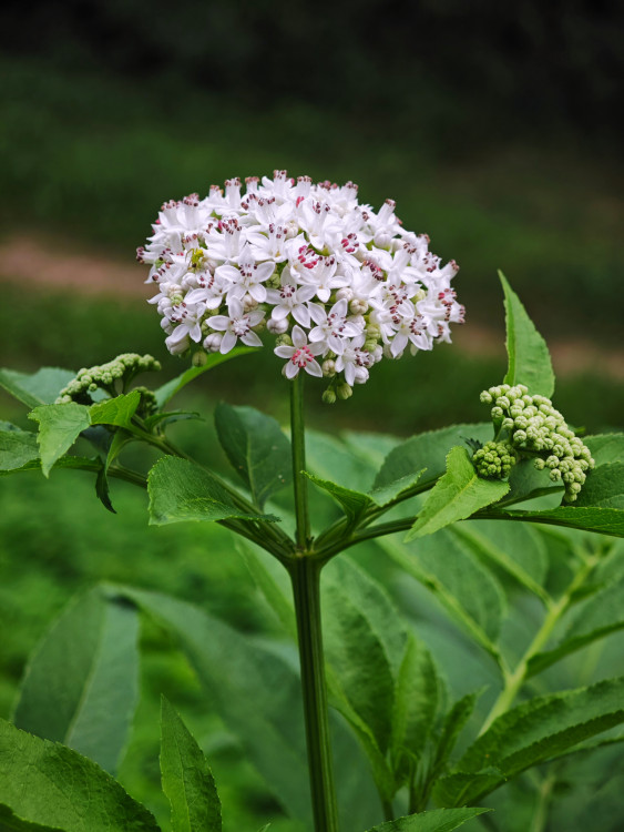 Valeriana