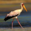 Nesyt africký (Mycteria ibis)