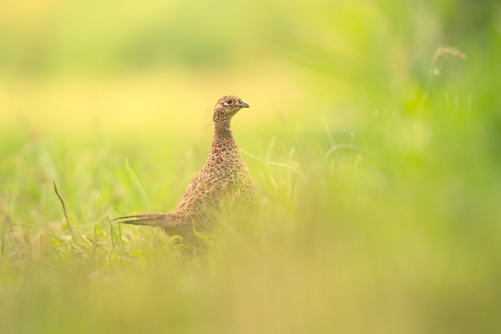 bažant obyčajný (Phasianus colchicus)