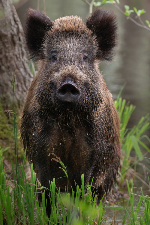 Lilian, diviak lesný (Sus scrofa)