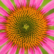 Echinacea