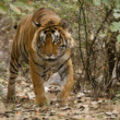 Tiger džungľový indický, India, Radžastan