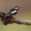 ďateľ veľký, strakopud, strachopud (Dendrocopos major)