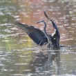 Ardea cinerea