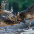 daniel škvrnitý, Fallow deer (Dama dama)