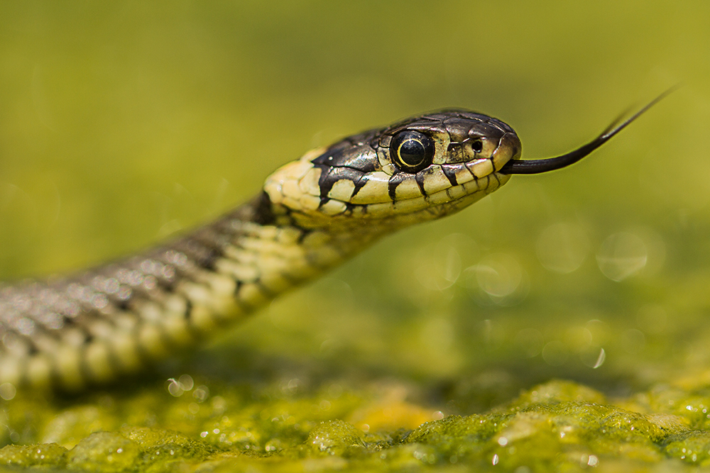 Užovka obojková (Natrix natrix)