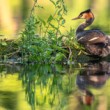 Potápka chochlatá, The great crested grebe (Podiceps cristatus)