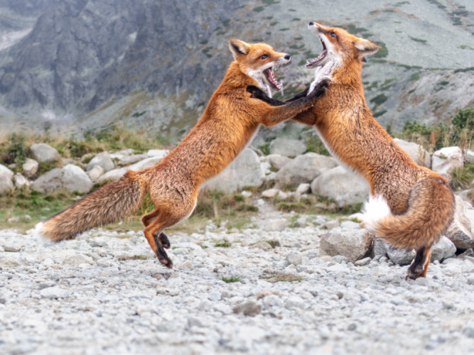 Líška hrdzavá, The red fox (Vulpes vulpes)