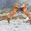 Líška hrdzavá, The red fox (Vulpes vulpes)