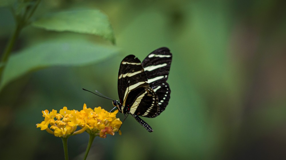 Heliconius charithonia