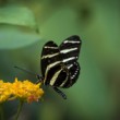 Heliconius charithonia