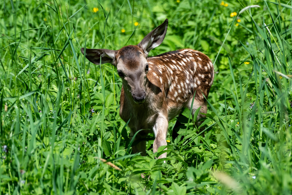 Bambi