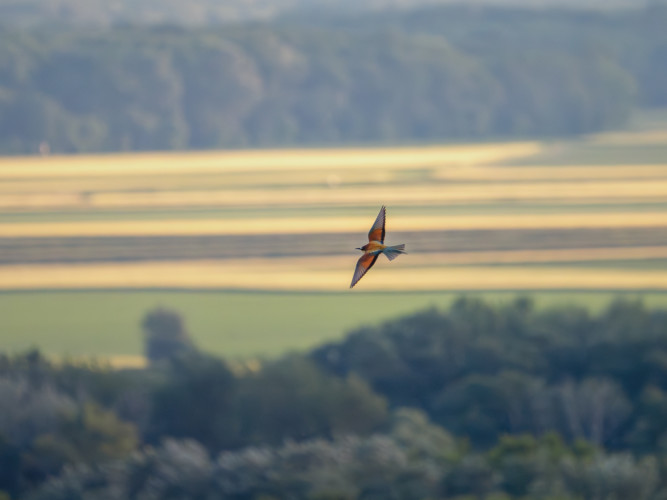 Merops apiaster