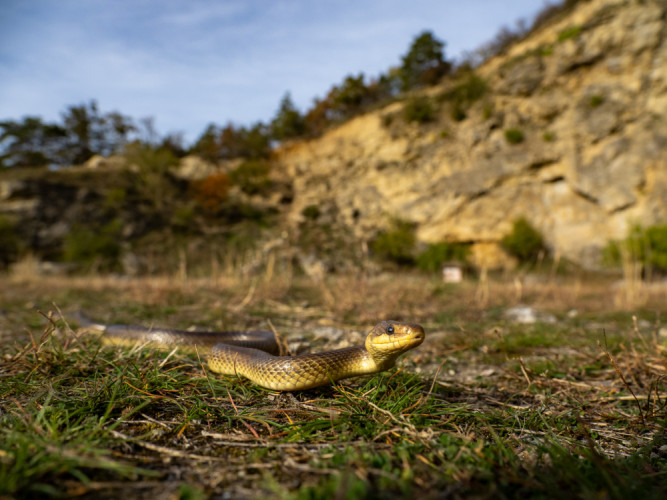 Užofka