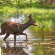 Srna lesná, The roe deer (Capreolus capreolus)