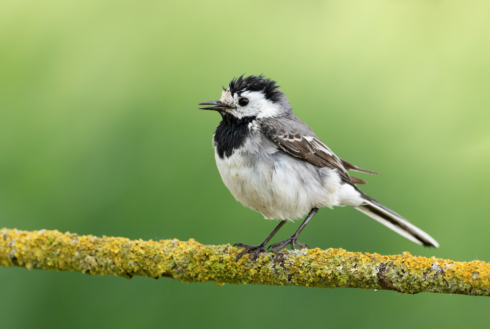 Trasochvost biely (lat. Motacilla alba)