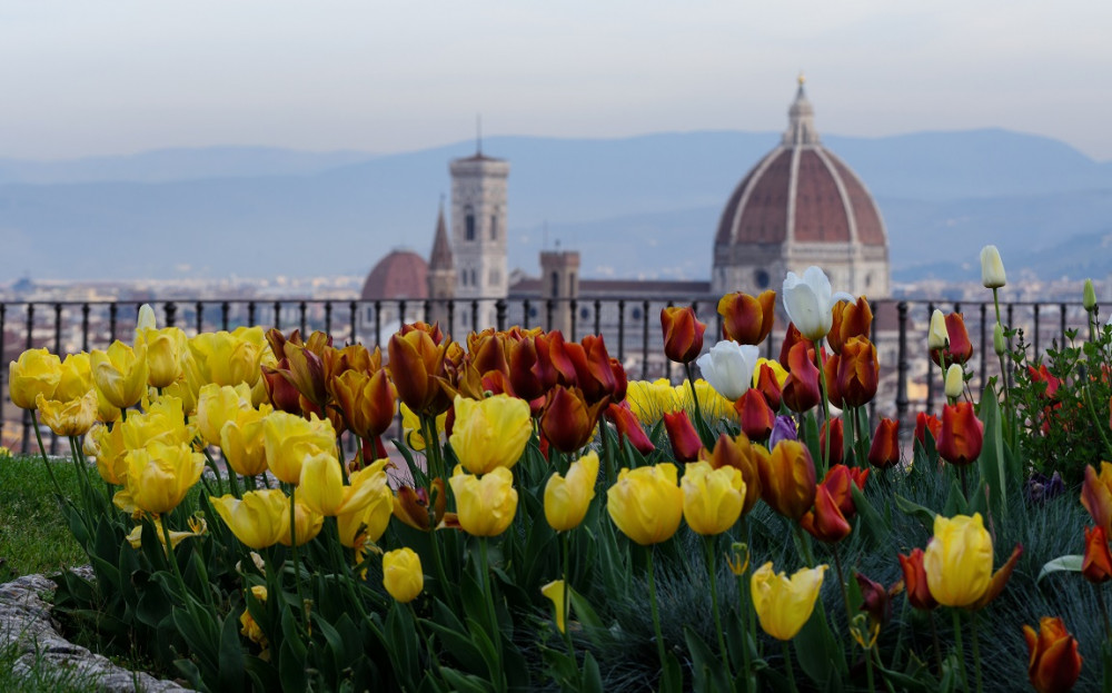 TULIPANI DA PIAZZALE MICHELANGELO - FIRENZE