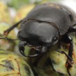 Dorcus parallelipipedus